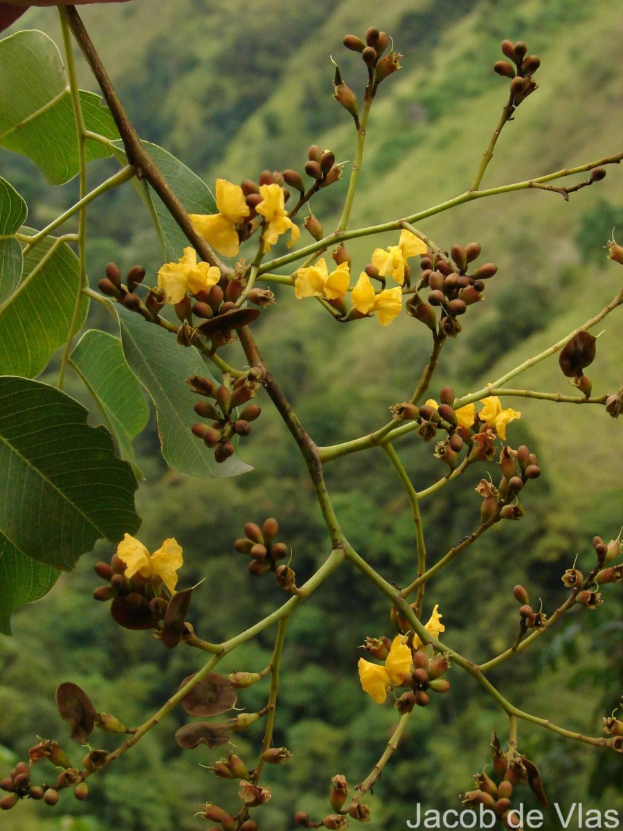 Pterocarpus marsupium Roxb.